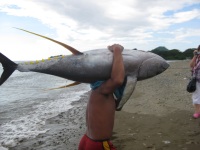 tuna fish tuna fish